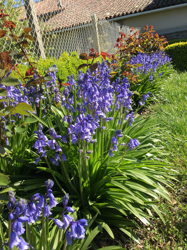 Hyacinthoides hispanica photo